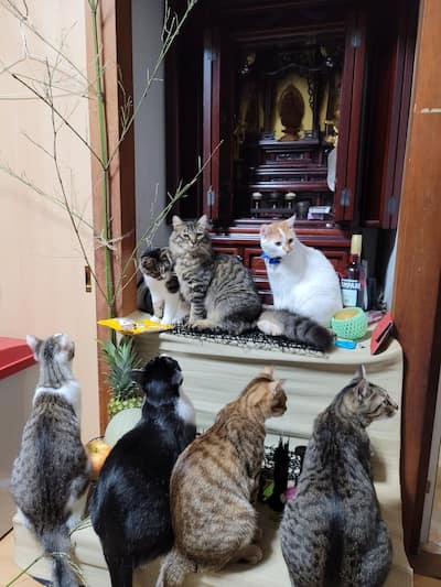 日本網友的貓咪在中元節祭祀祖先時坐上佛壇